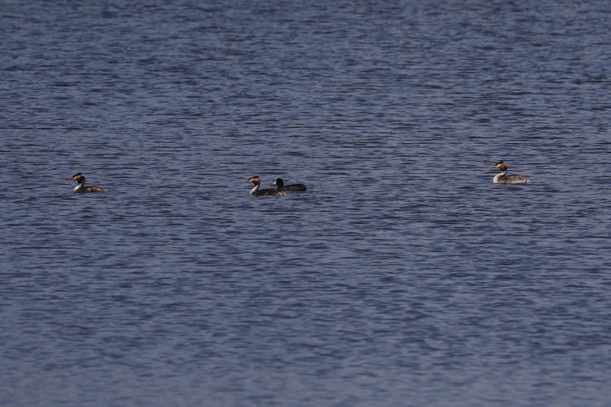 Great Crested Grebe - ML618608218