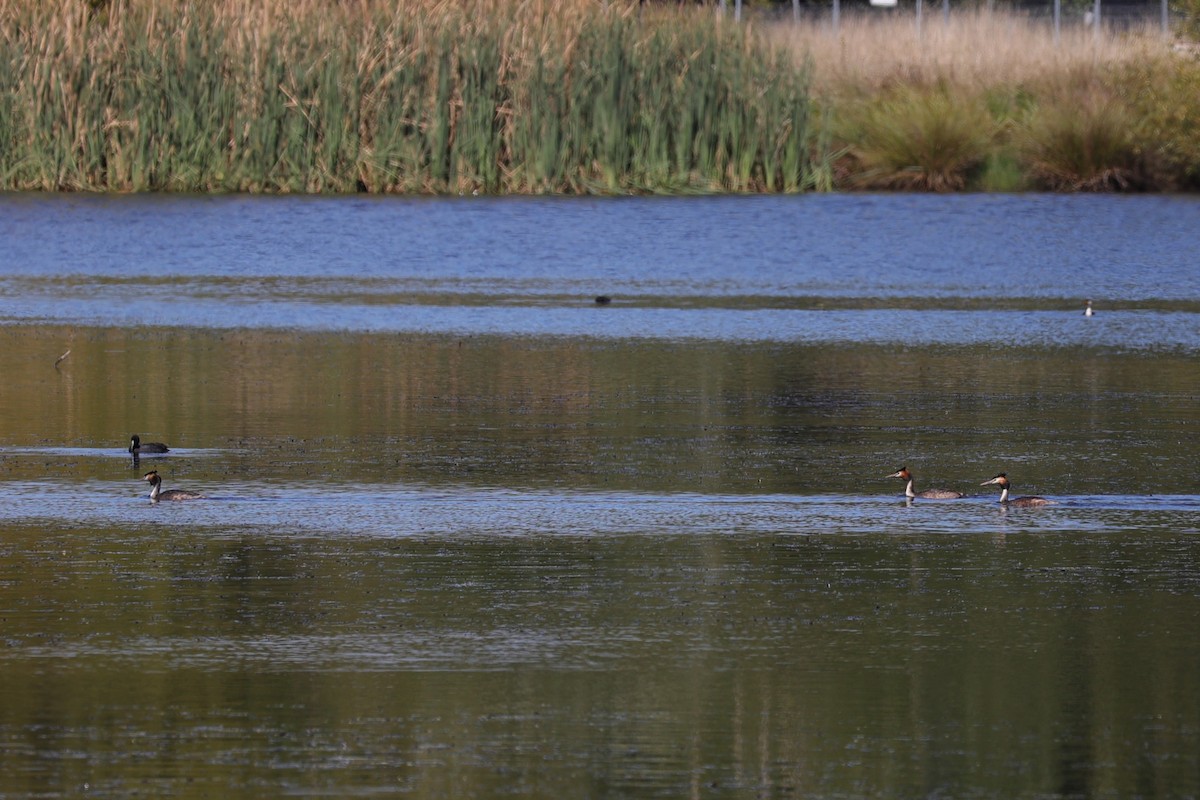 Great Crested Grebe - ML618608219