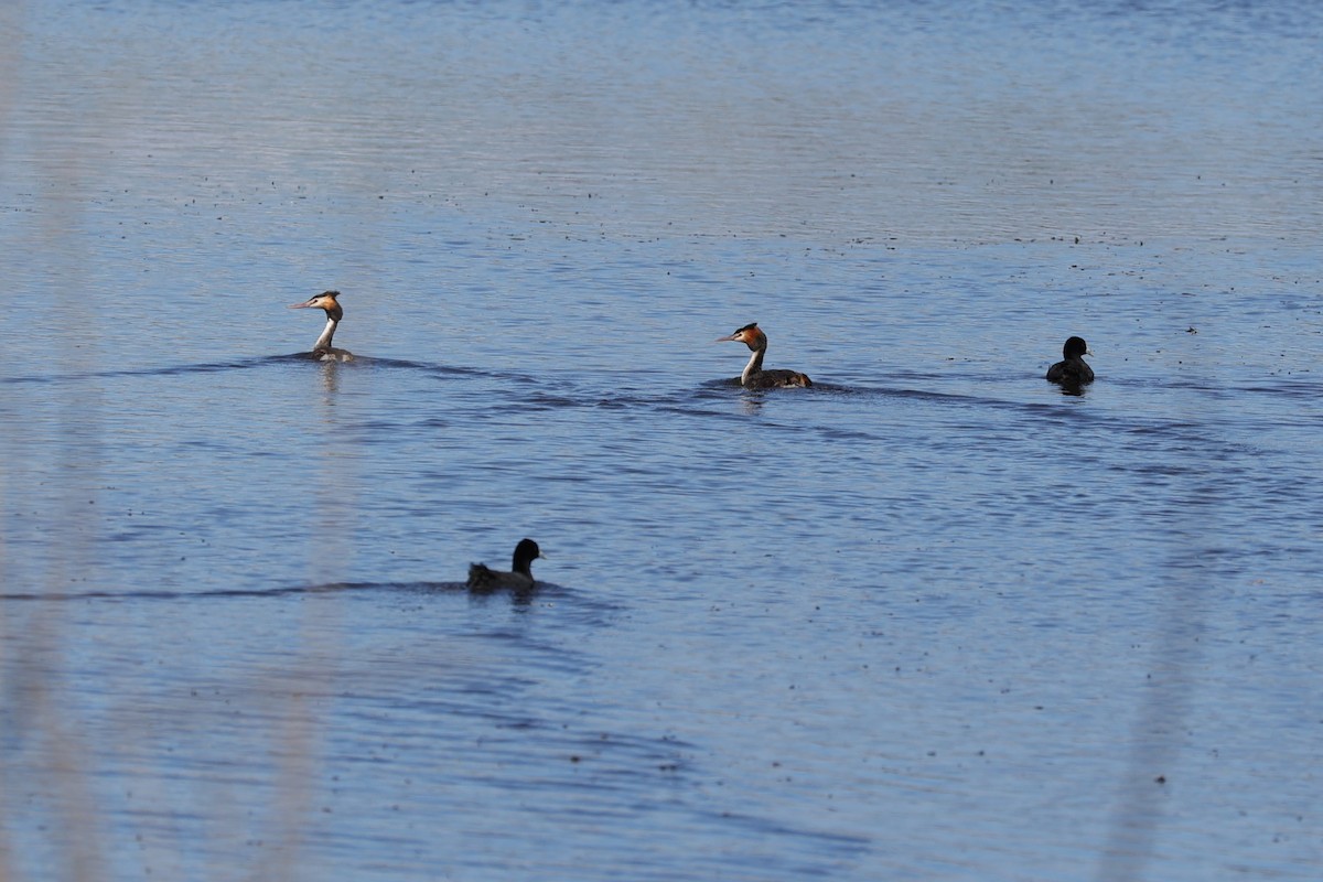 Great Crested Grebe - ML618608220
