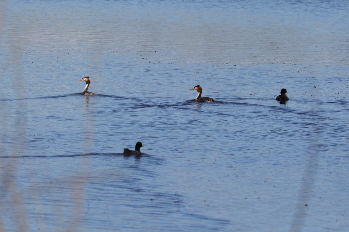 Great Crested Grebe - Kylie-Anne Cramsie