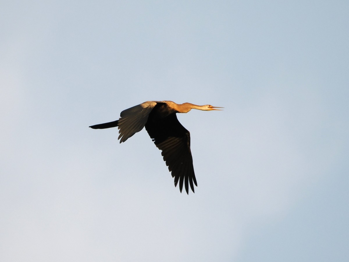 Anhinga Asiática - ML618608223