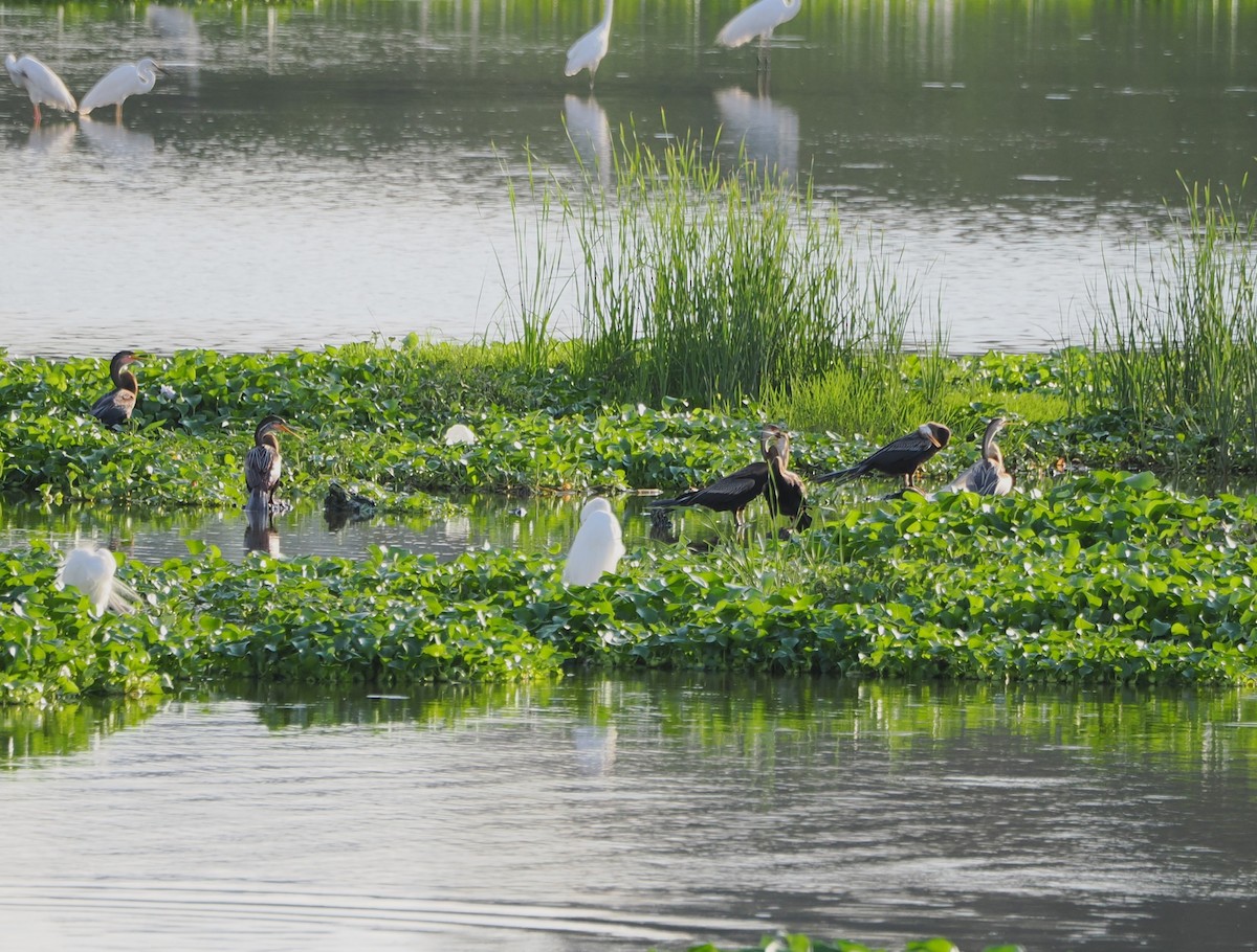 Anhinga Asiática - ML618608224