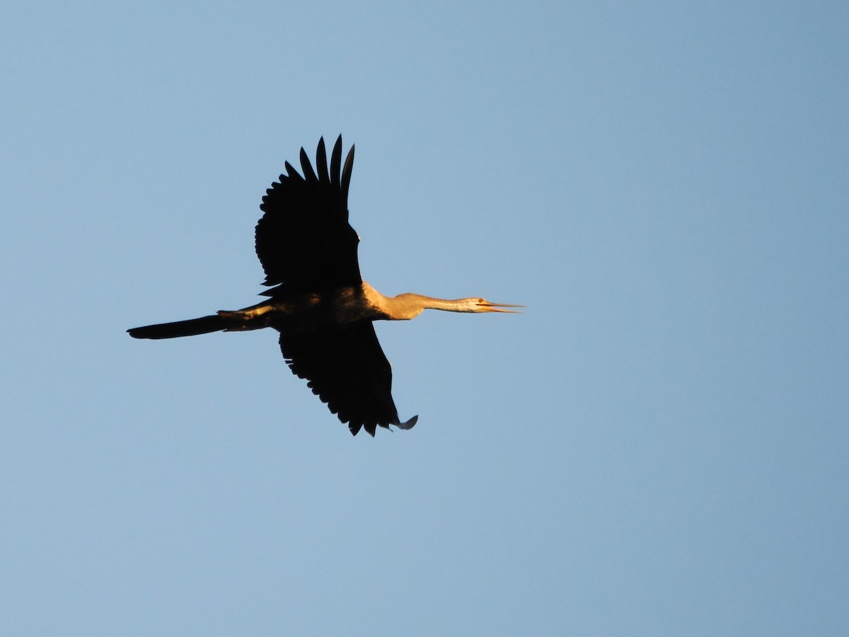 Anhinga Asiática - ML618608225