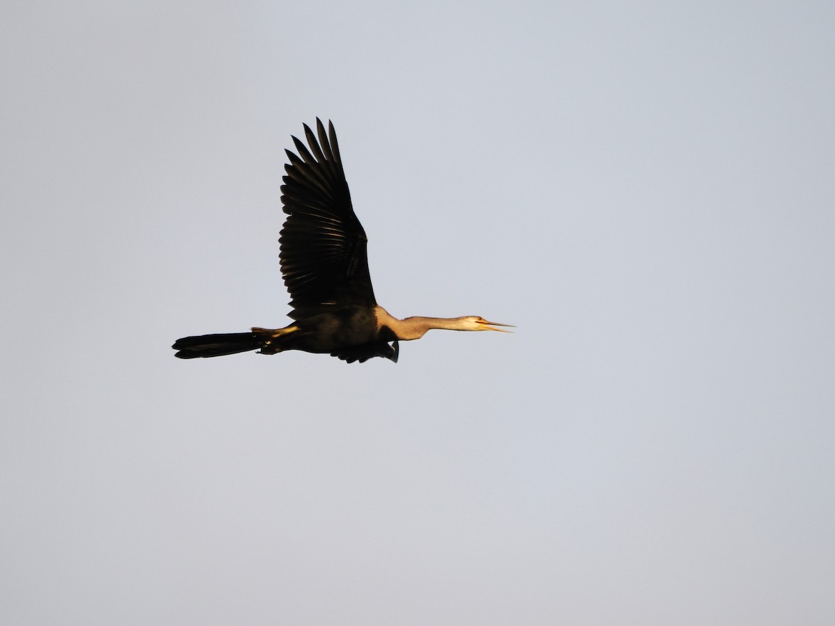 Anhinga Asiática - ML618608226