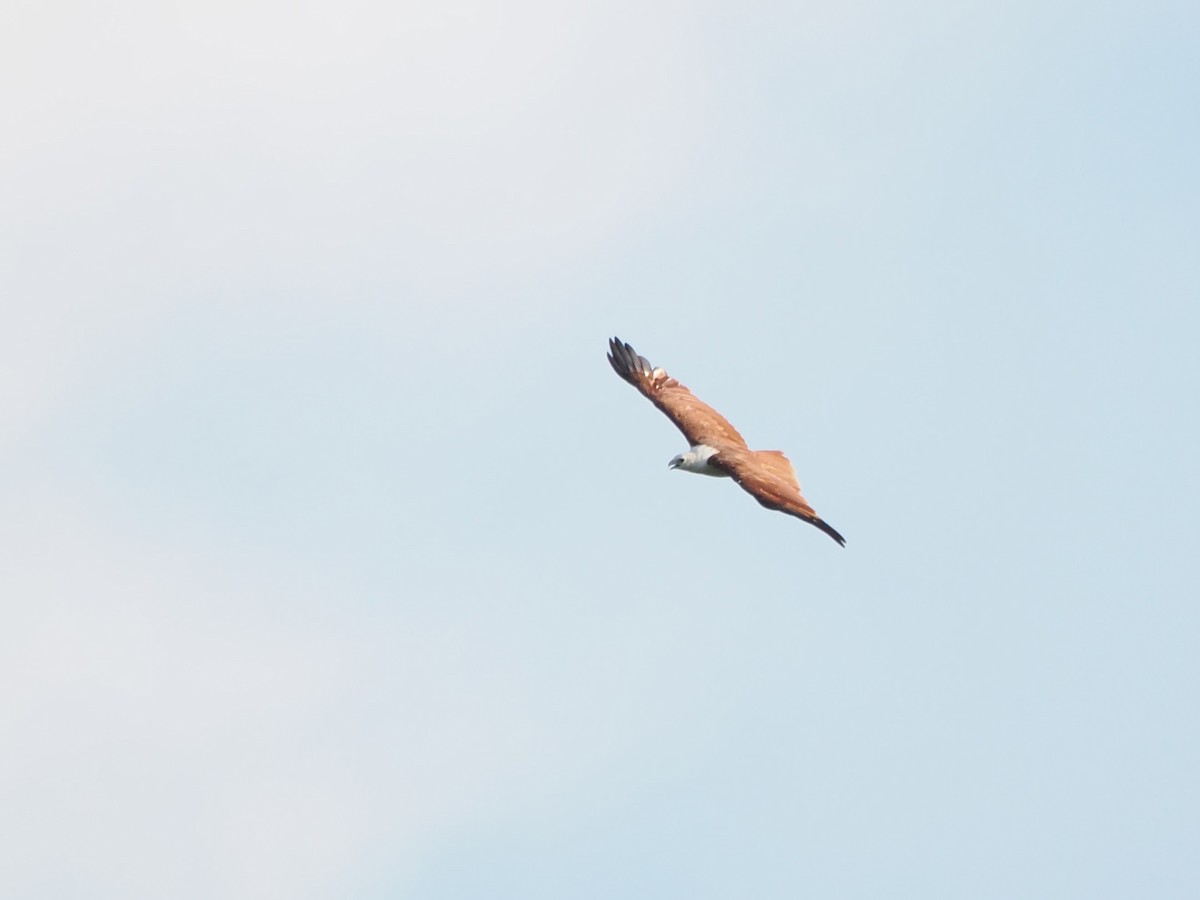 Brahminy Kite - ML618608233