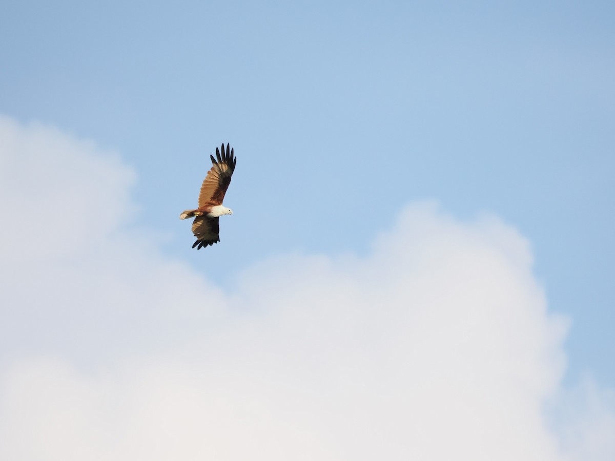 Brahminy Kite - ML618608234