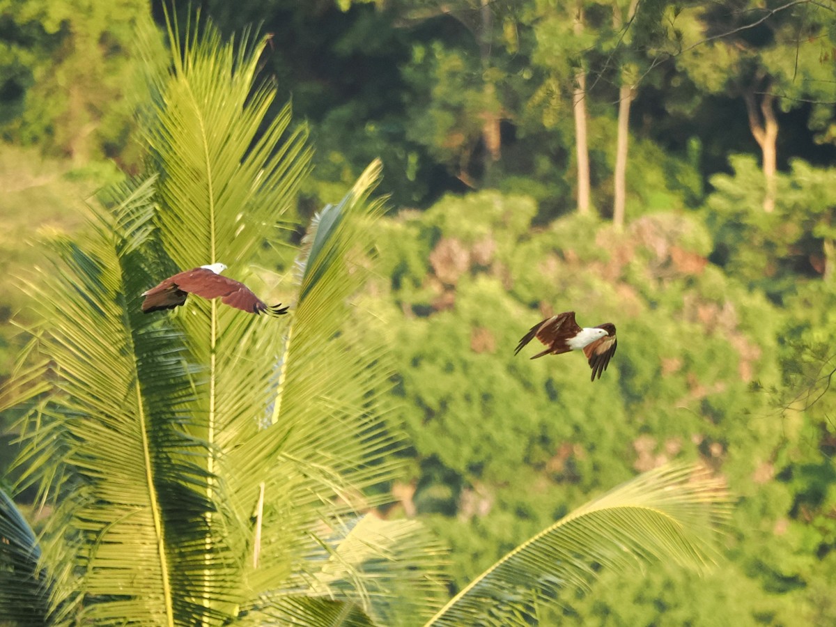 Brahminy Kite - ML618608236