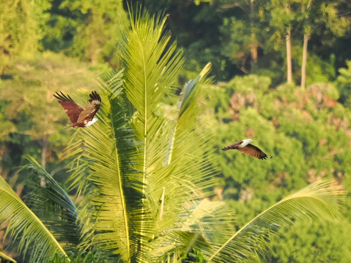 Brahminy Kite - ML618608237