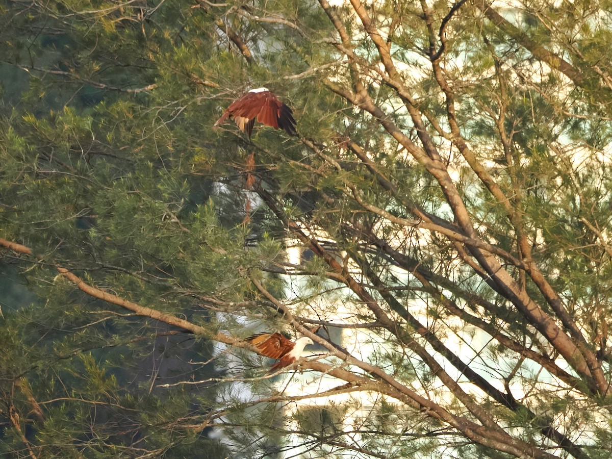 Brahminy Kite - ML618608239