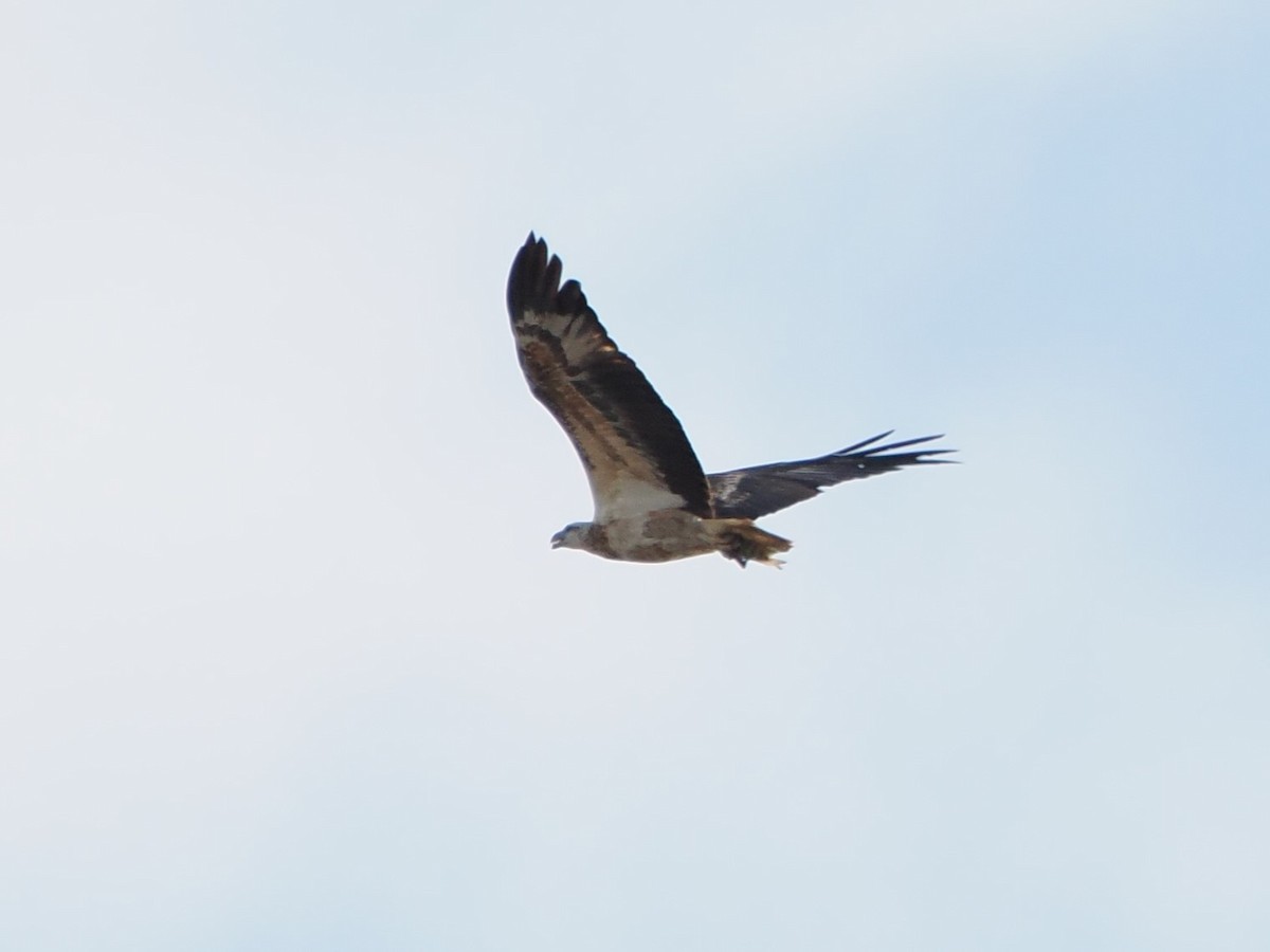 White-bellied Sea-Eagle - ML618608241