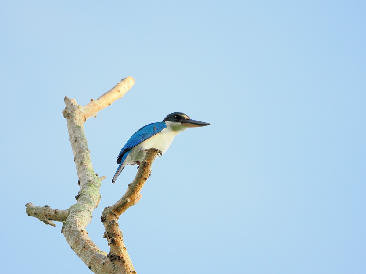 Collared Kingfisher - ML618608245