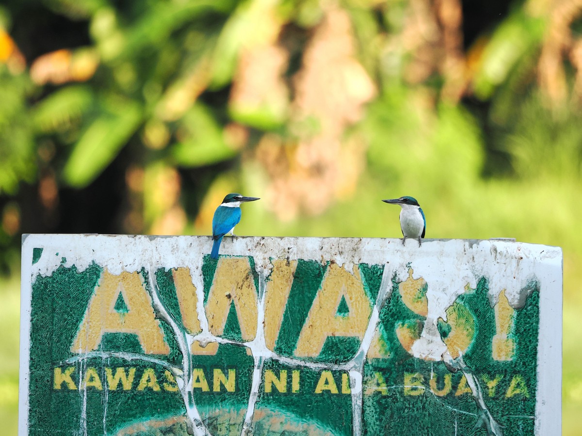 Collared Kingfisher - Kuan Chih Yu