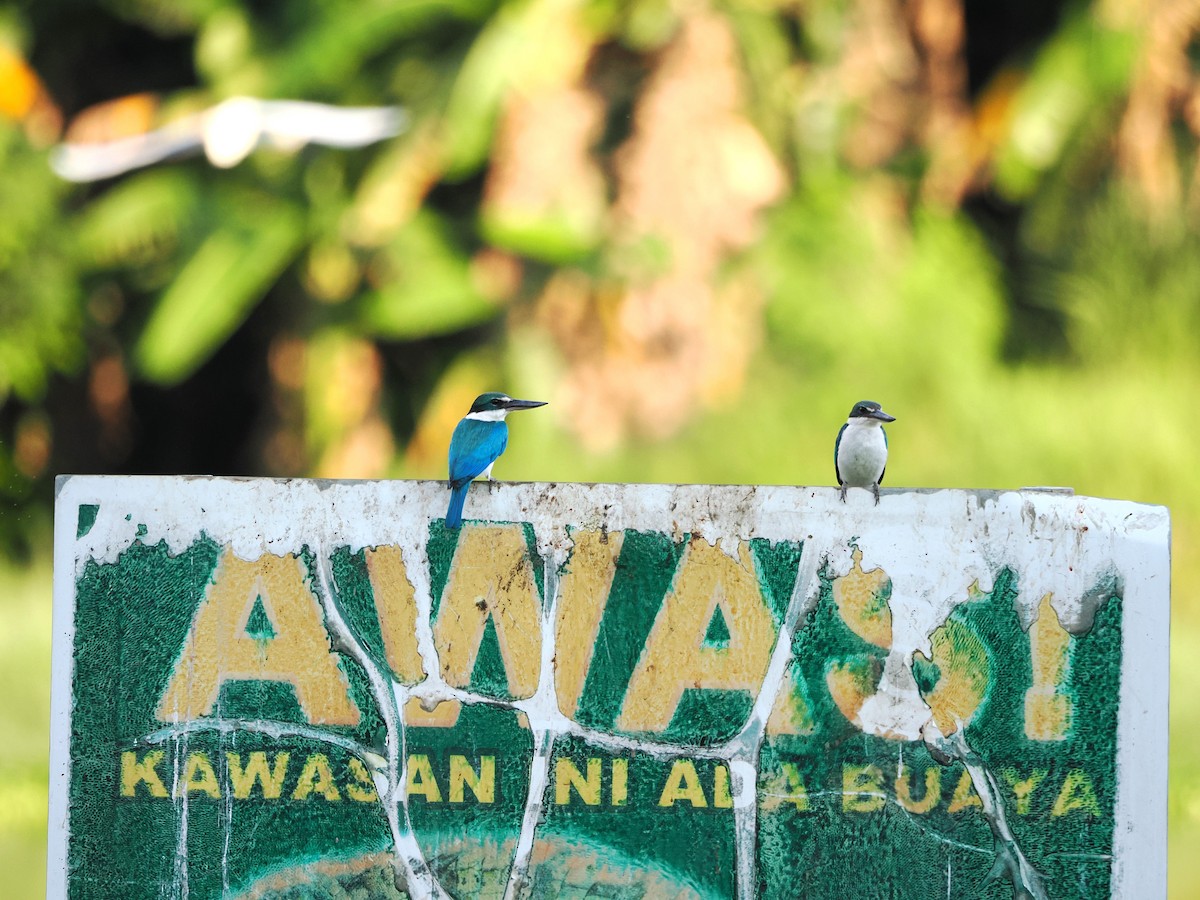 Collared Kingfisher - ML618608247