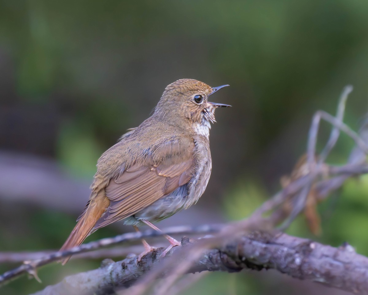 Rufous-tailed Robin - ML618608256