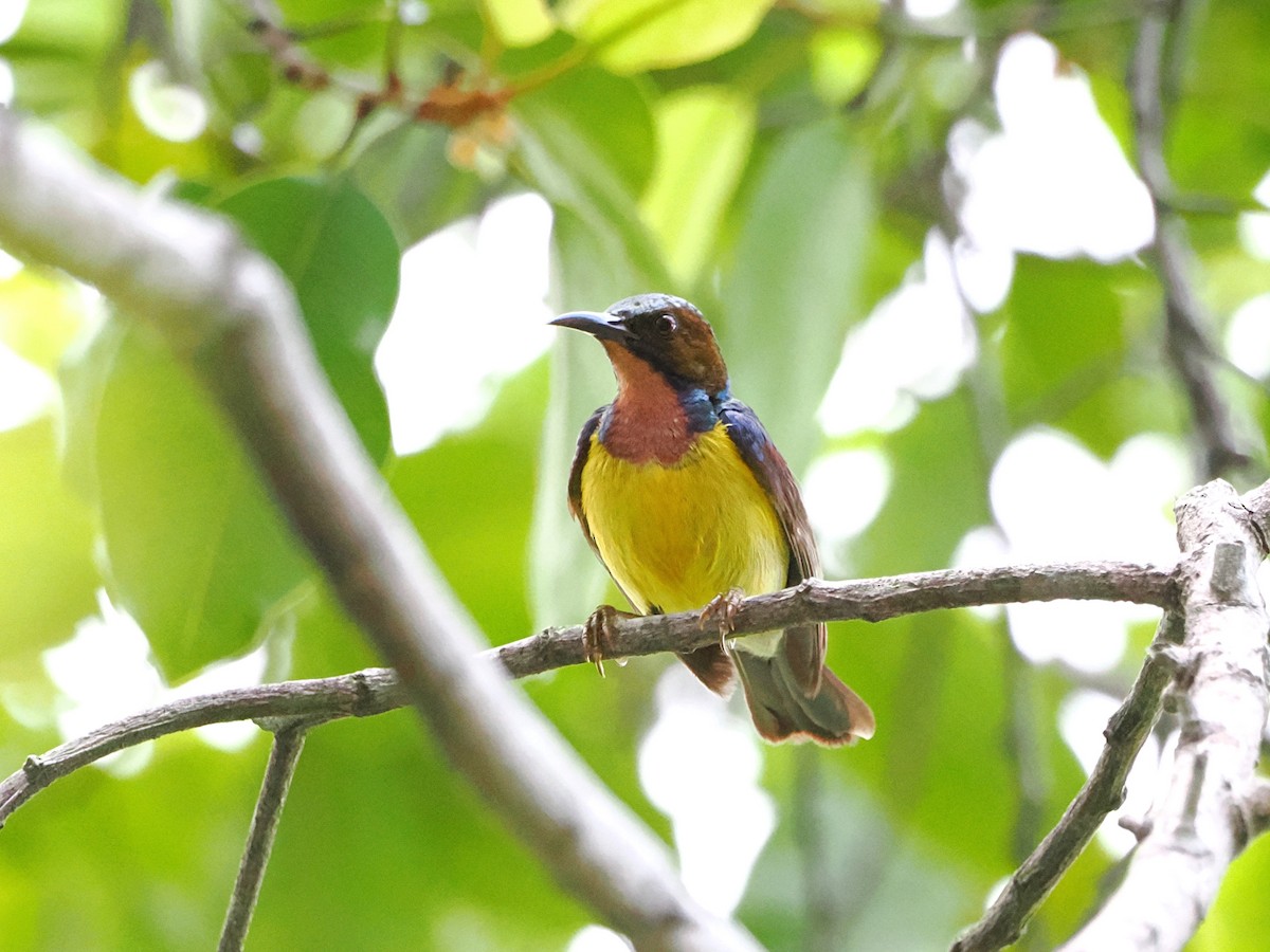 Brown-throated Sunbird - Kuan Chih Yu