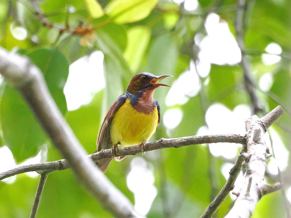 Brown-throated Sunbird - ML618608259