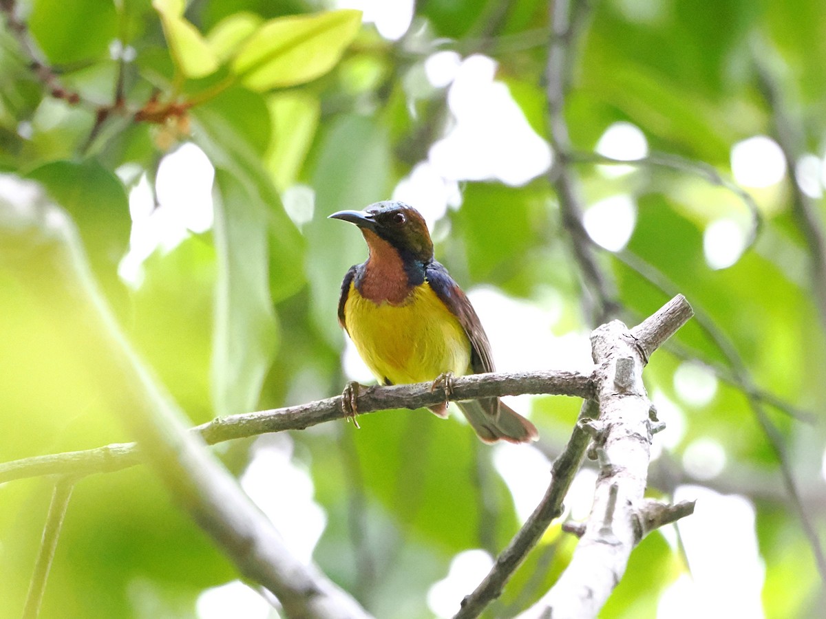 Brown-throated Sunbird - Kuan Chih Yu