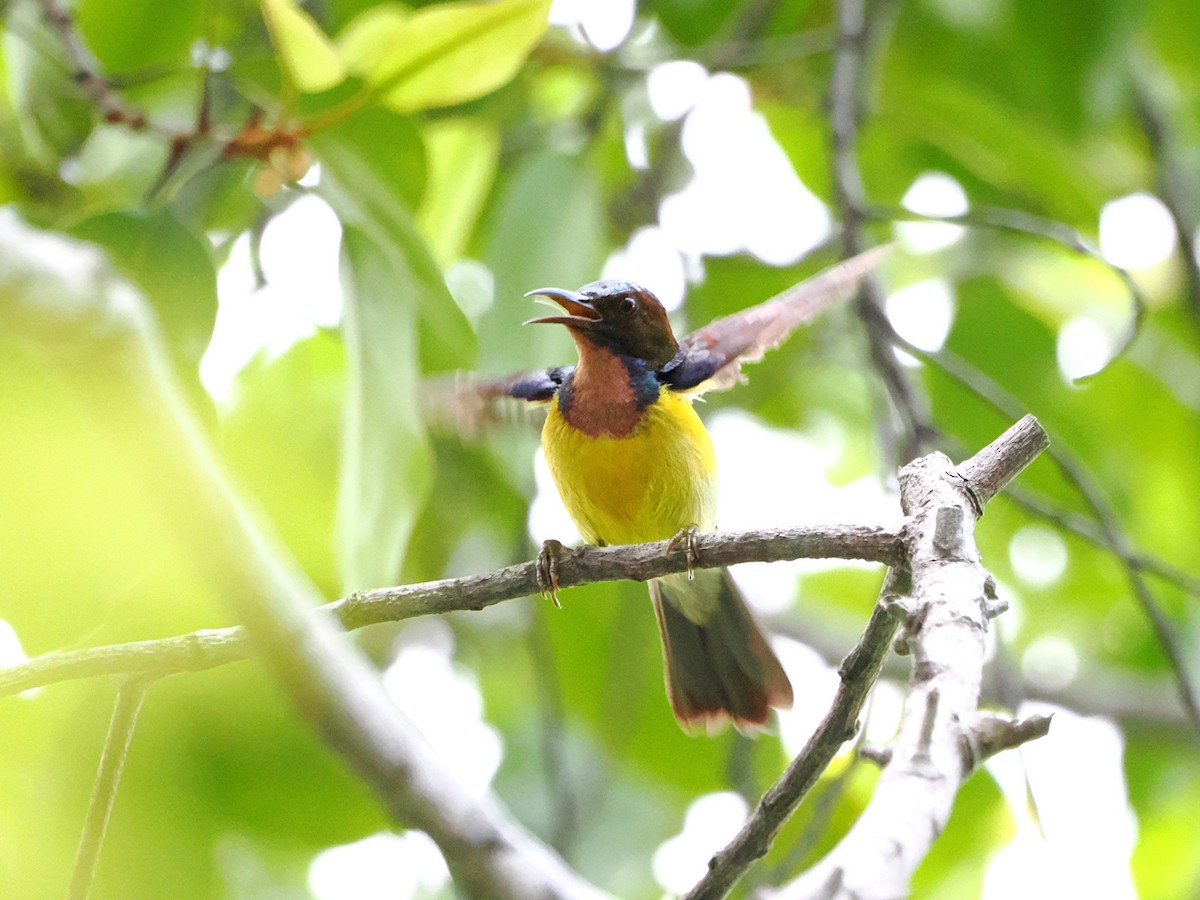 Brown-throated Sunbird - ML618608261