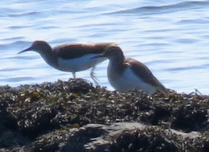 Common Sandpiper - ML618608282