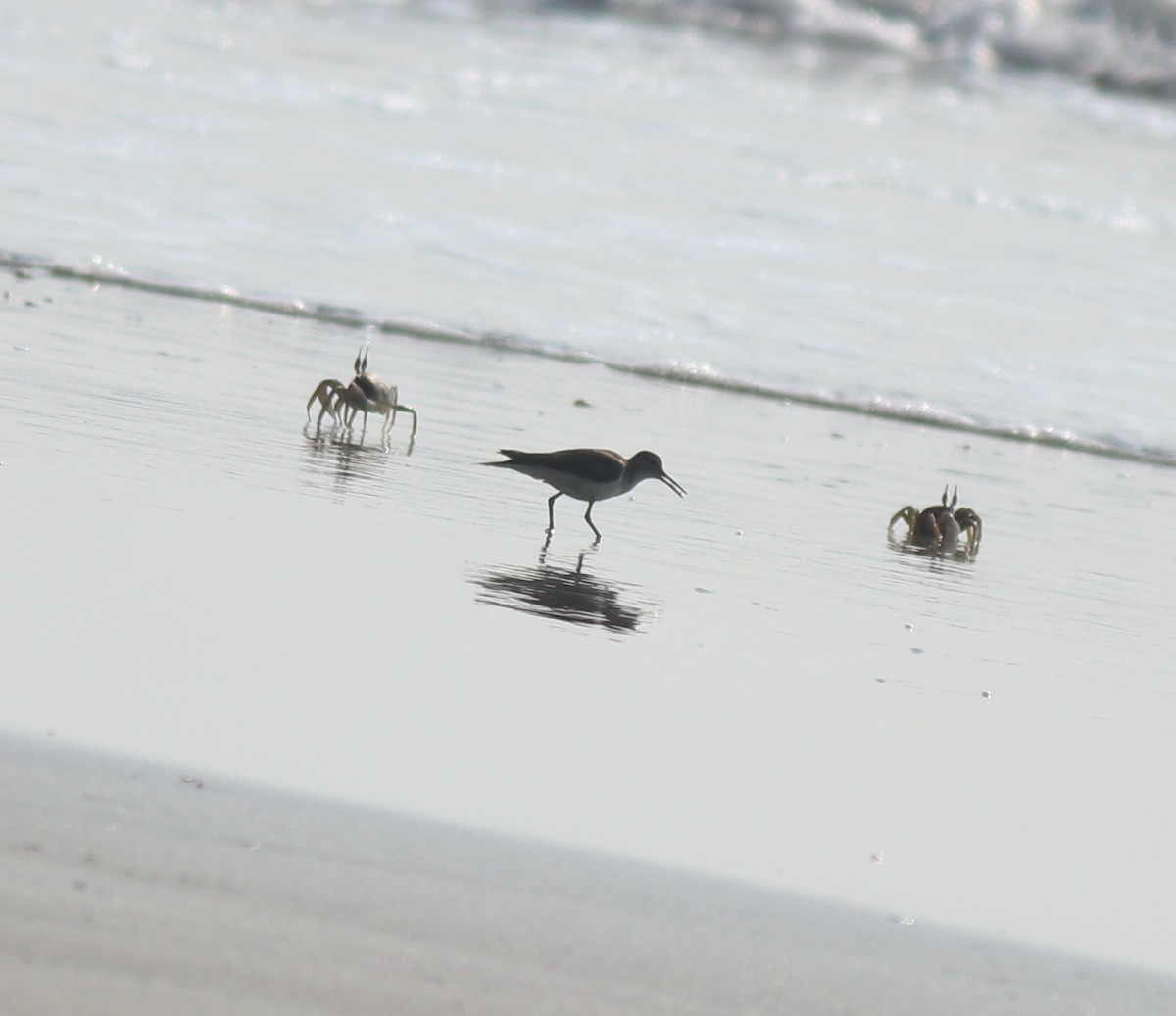 Common Sandpiper - ML618608290