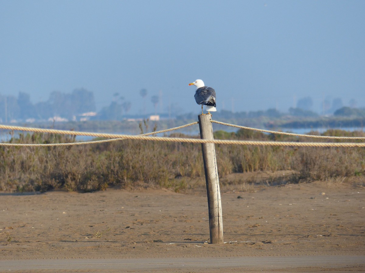 Lesser Black-backed Gull - ML618608307