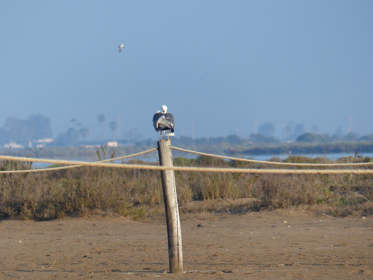 Lesser Black-backed Gull - ML618608308