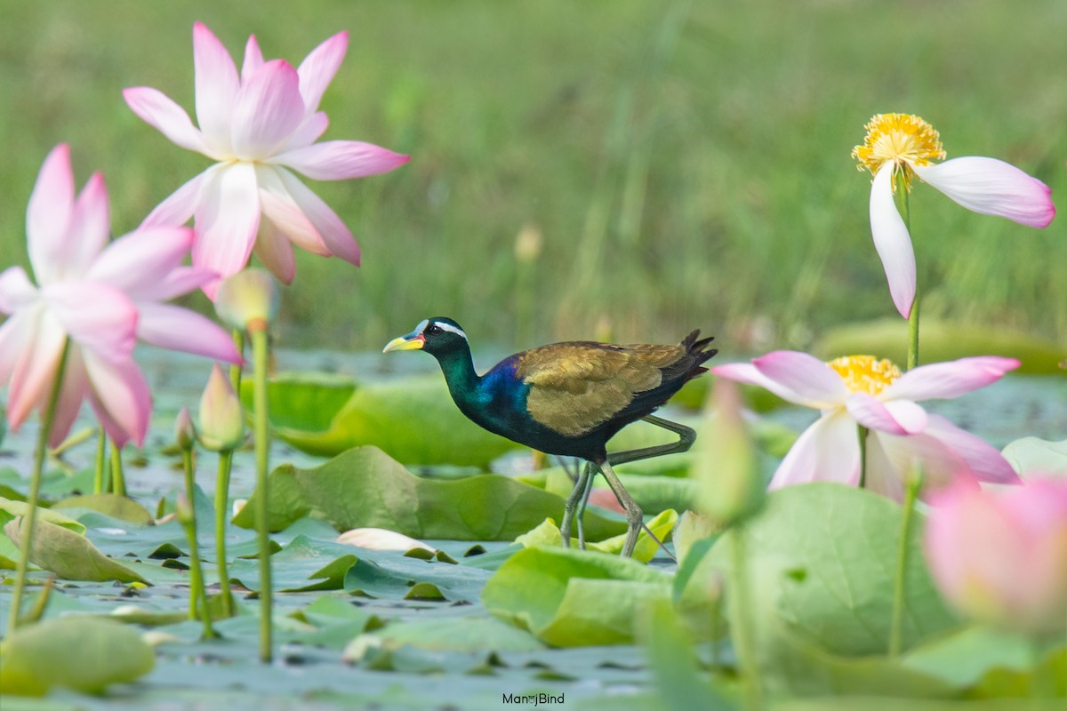 Bronze-winged Jacana - Manoj Bind