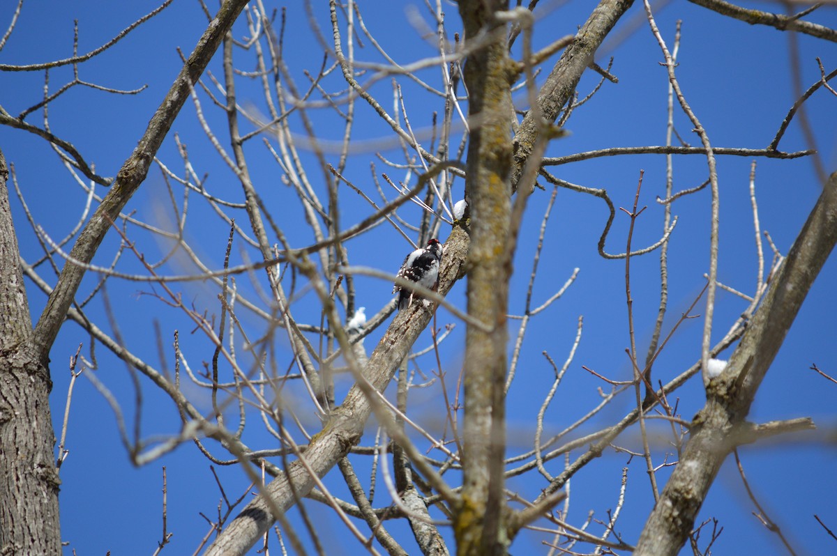 Downy Woodpecker - ML618608344