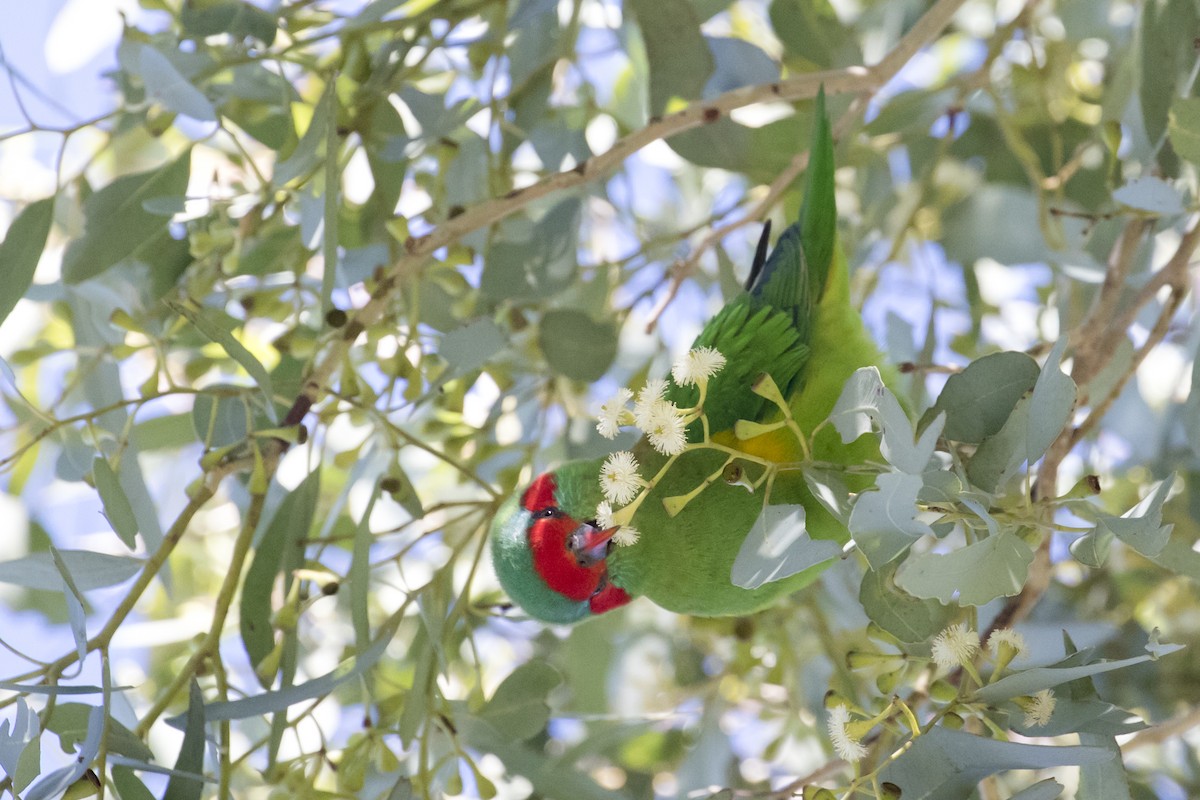 Musk Lorikeet - ML618608348