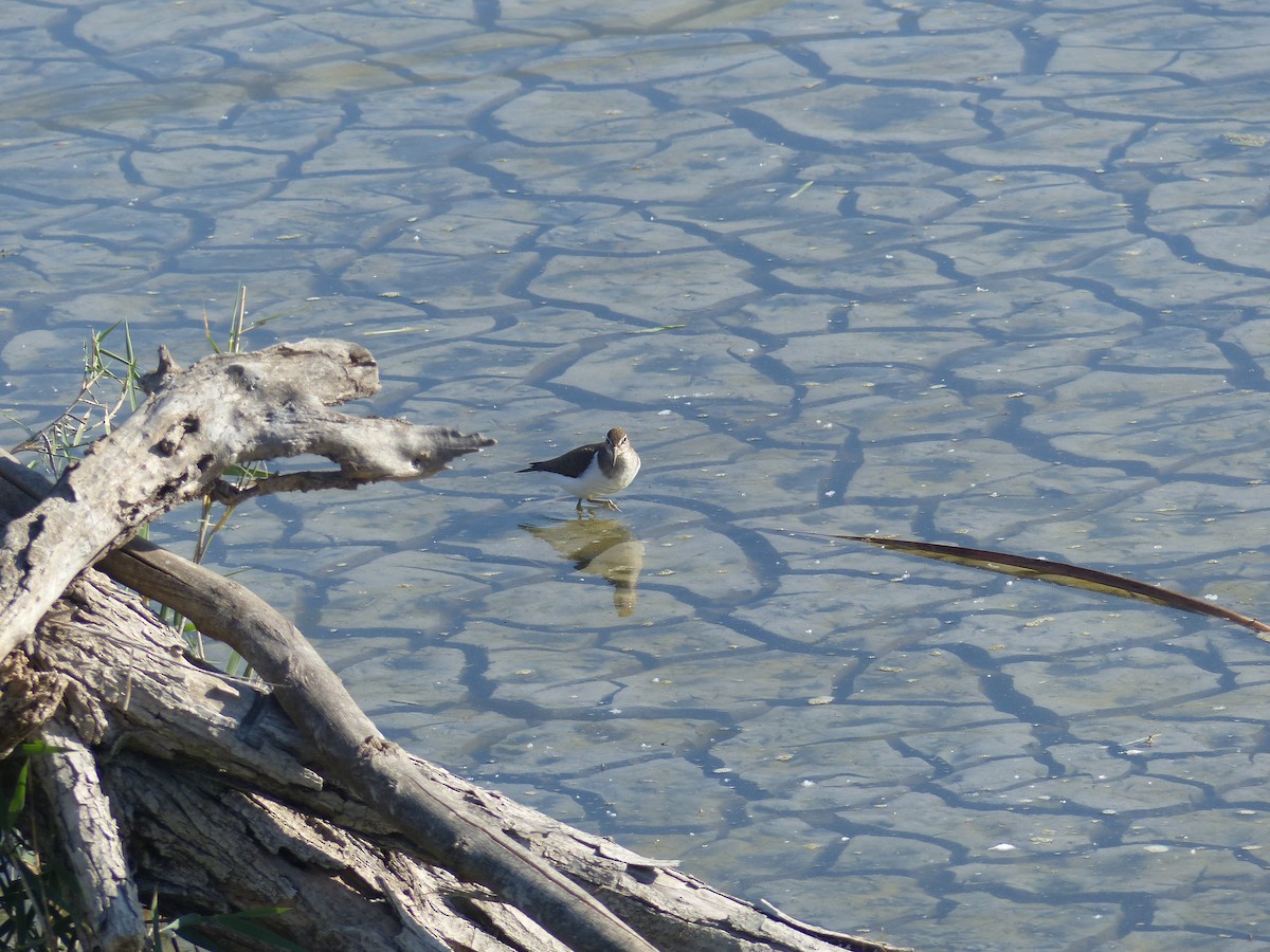 Common Sandpiper - ML618608364