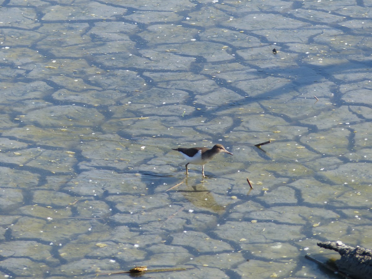 Common Sandpiper - ML618608365