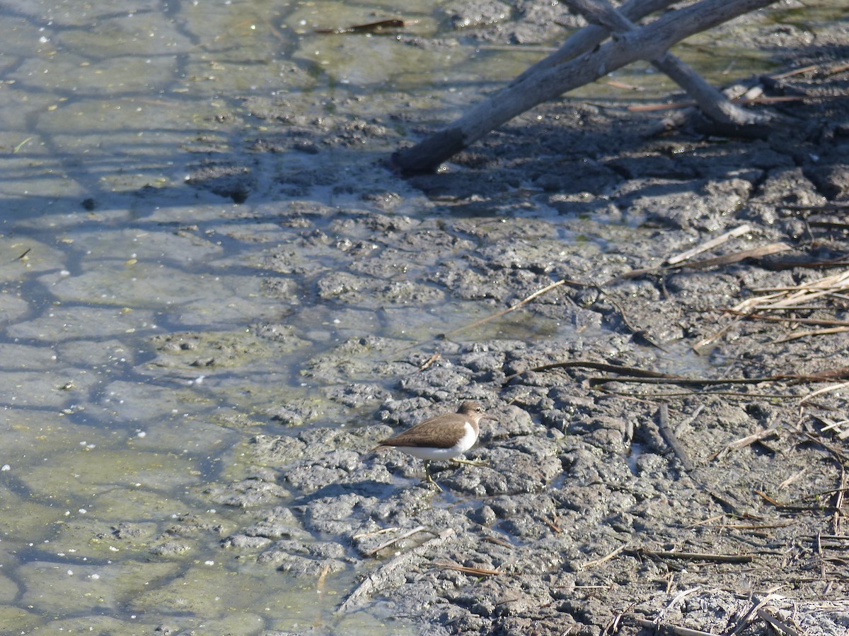 Common Sandpiper - ML618608366