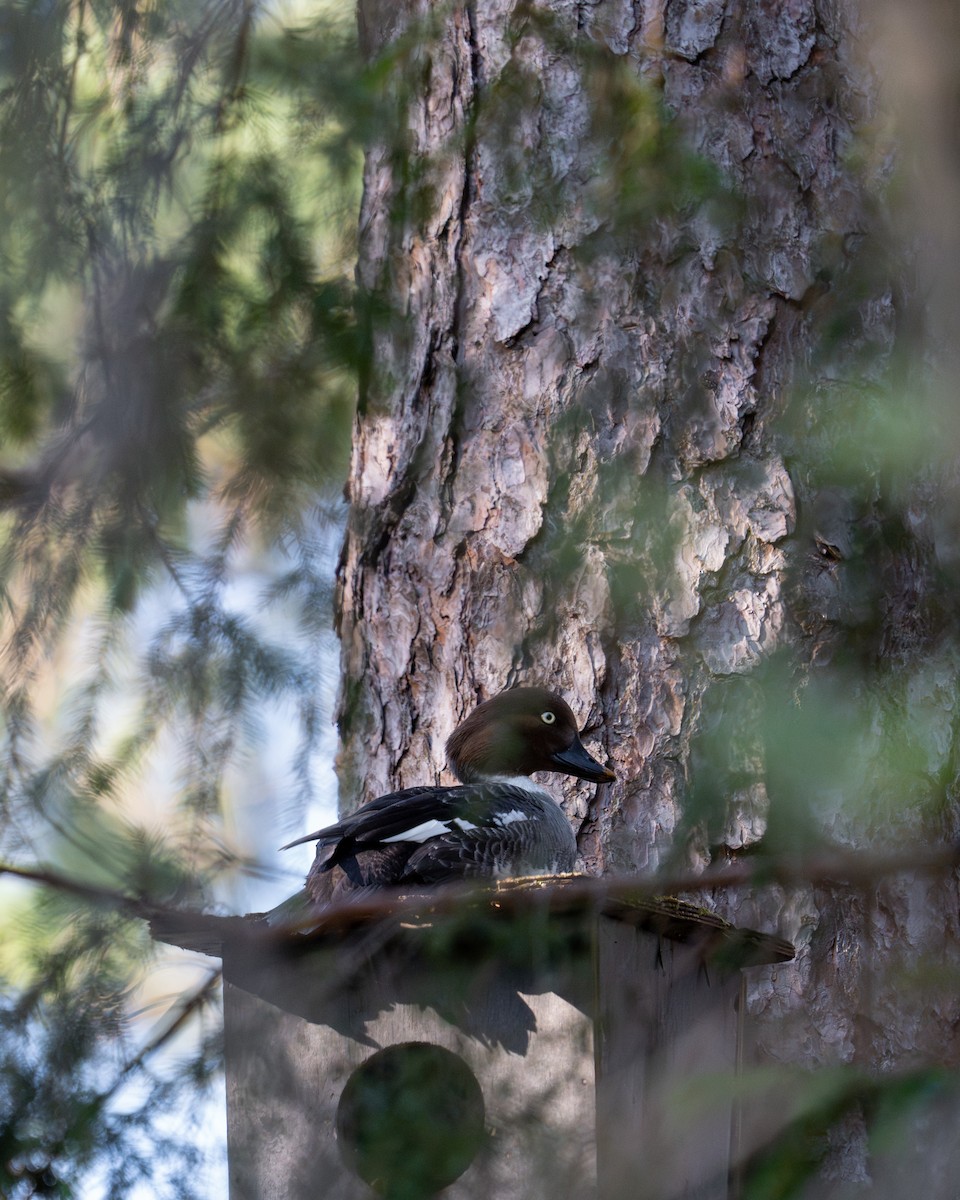 Common Goldeneye - ML618608367