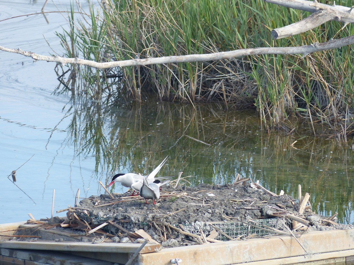 Common Tern - ML618608377