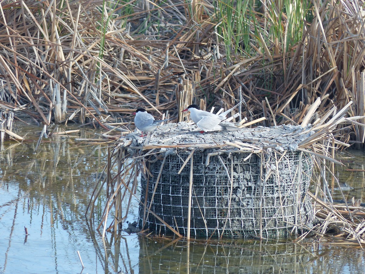 Common Tern - ML618608378