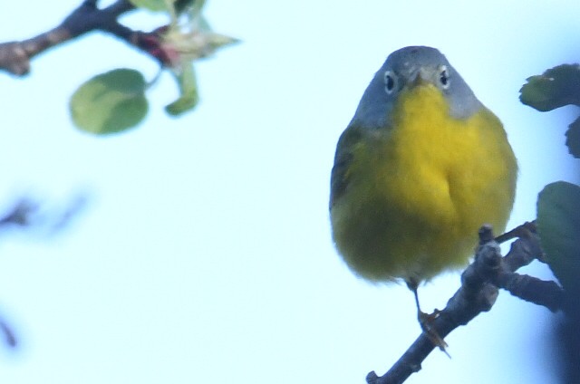 Nashville Warbler - Alan and Debbie Dickinson