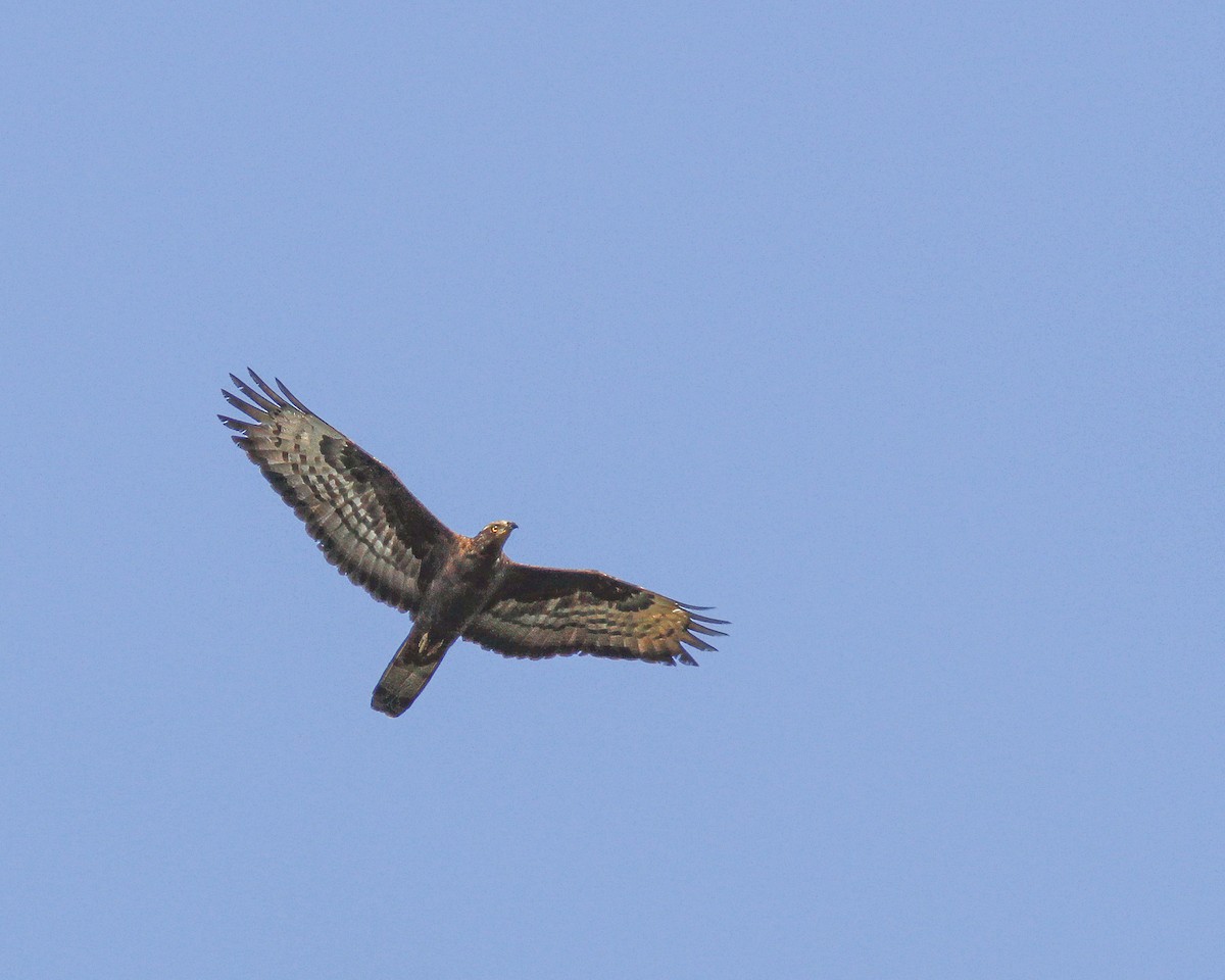 European Honey-buzzard - Per Smith