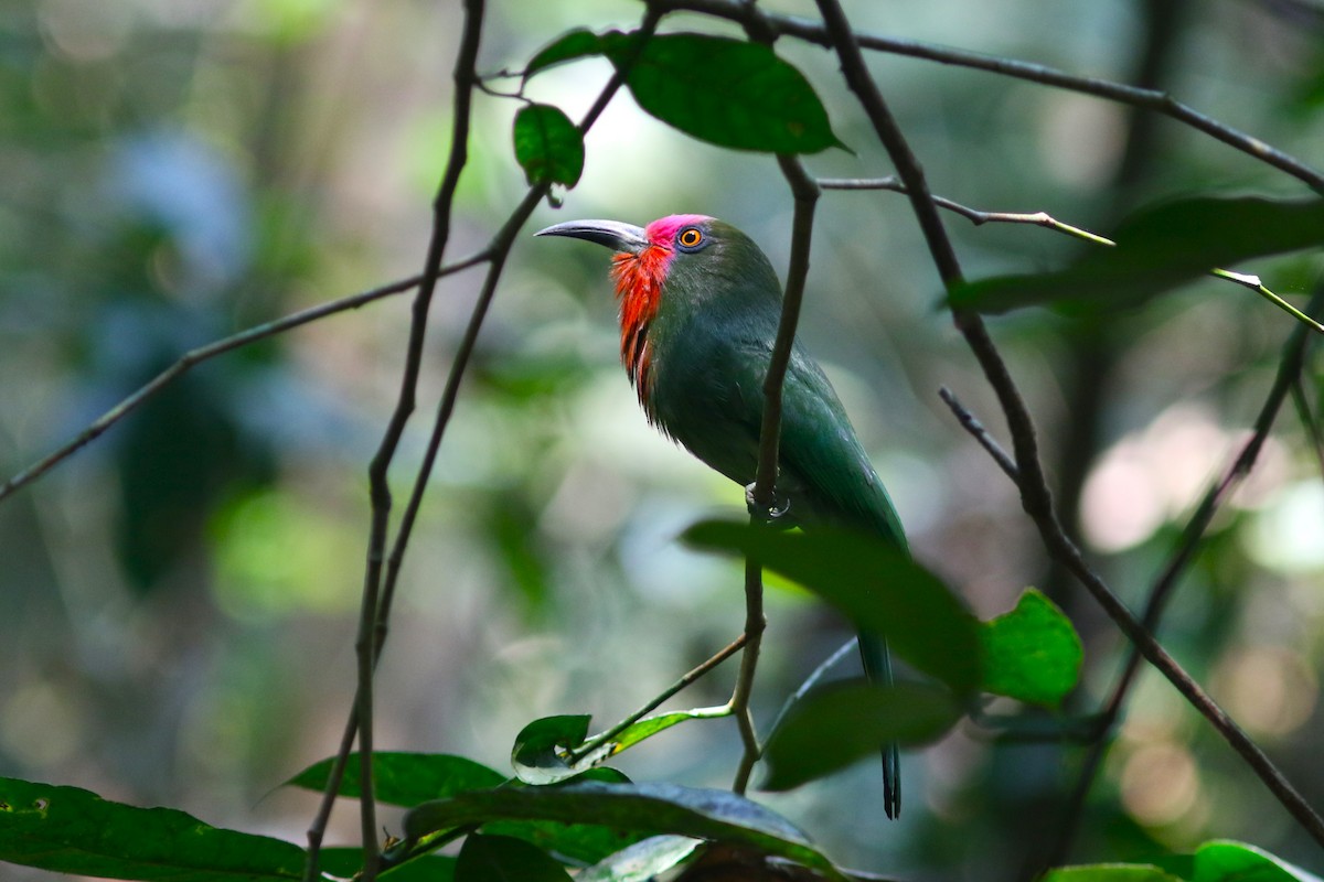 Red-bearded Bee-eater - Benjamin Pap