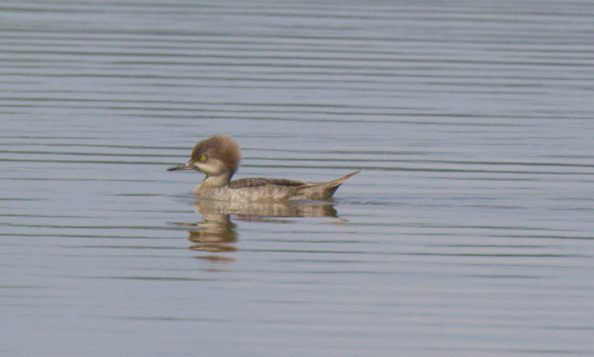 Hooded Merganser - ML618608486