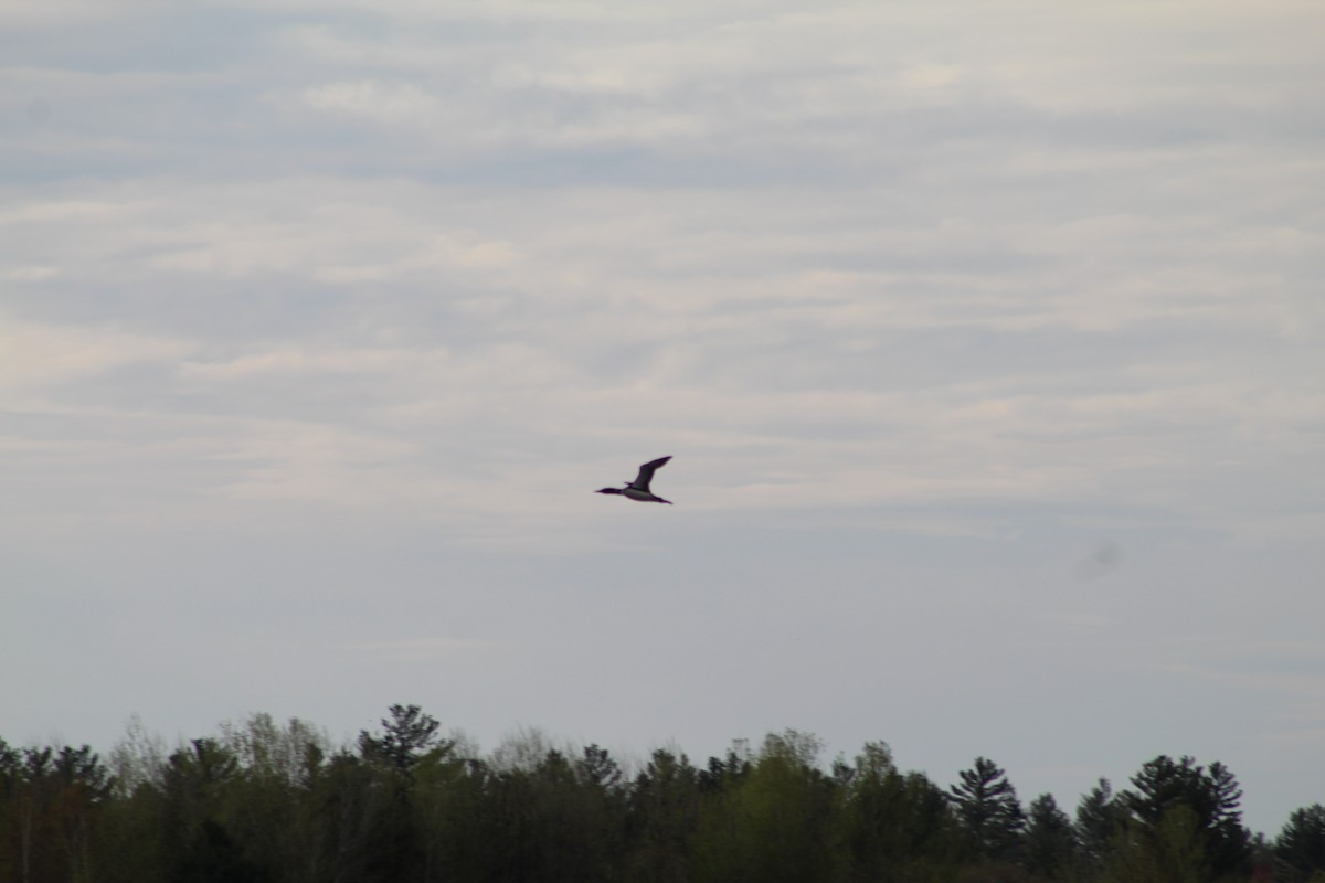 Common Loon - ML618608521