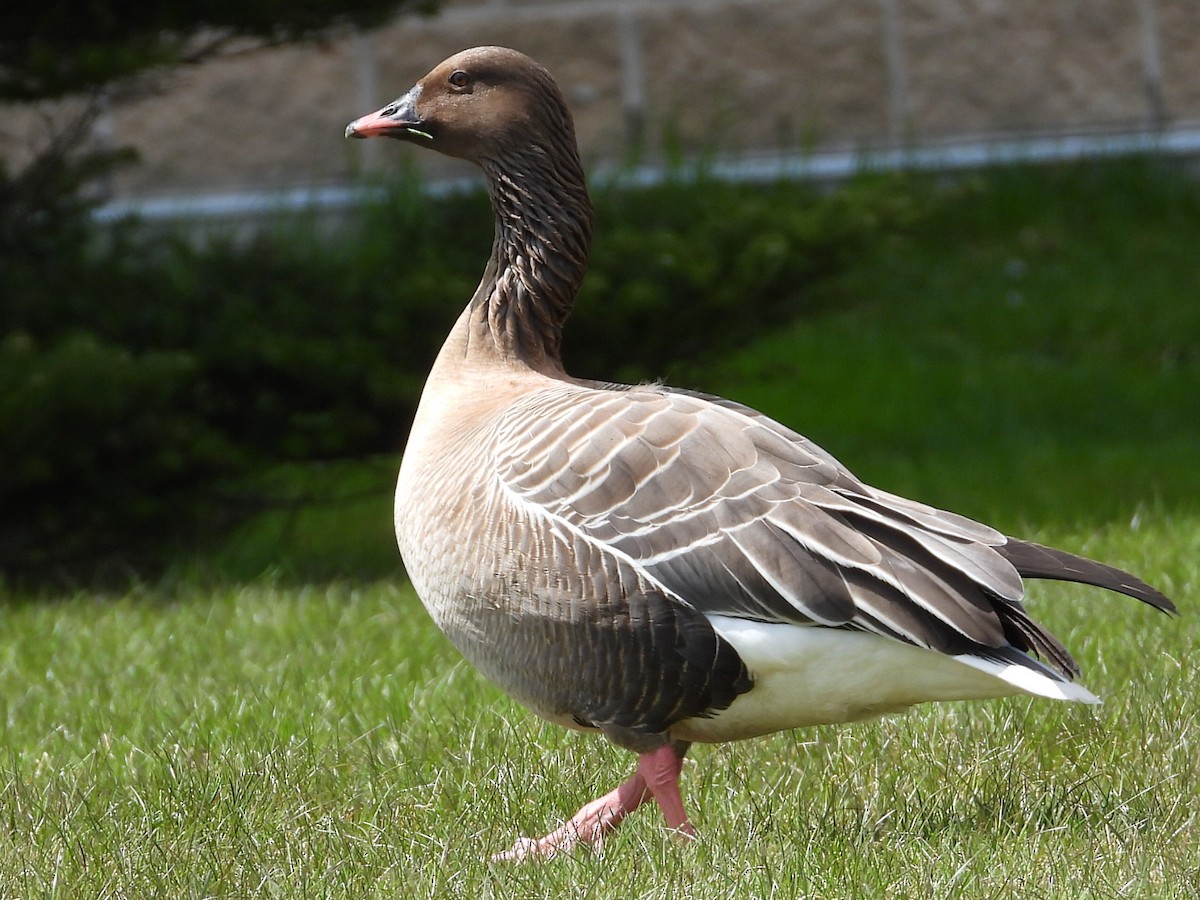 Pink-footed Goose - ML618608527