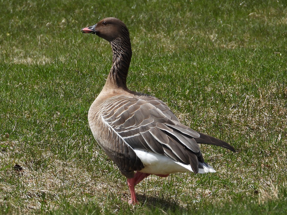 Pink-footed Goose - ML618608528