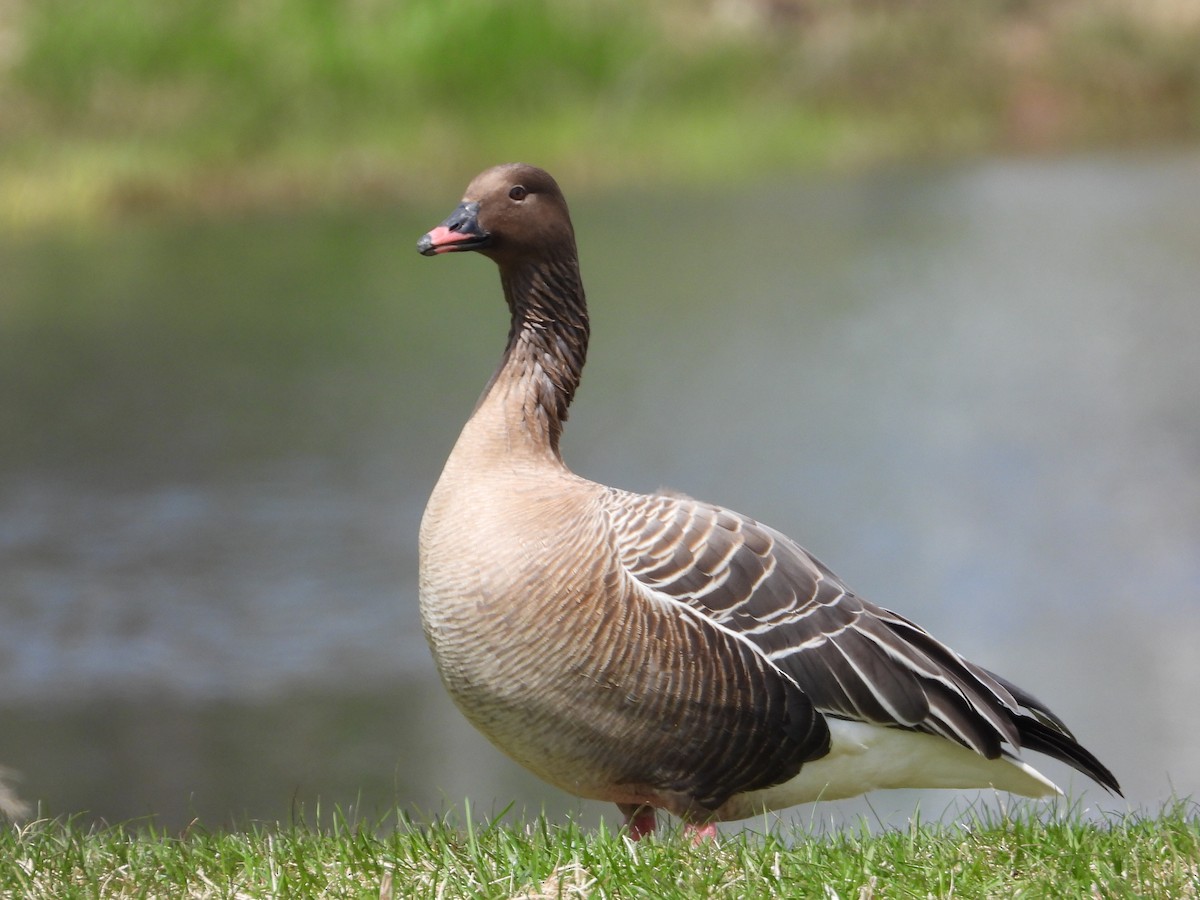 Pink-footed Goose - ML618608529