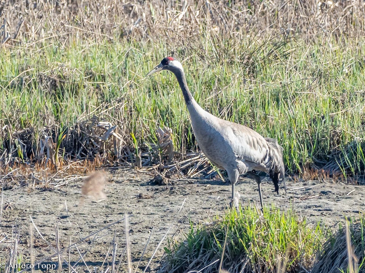 Common Crane - ML618608541