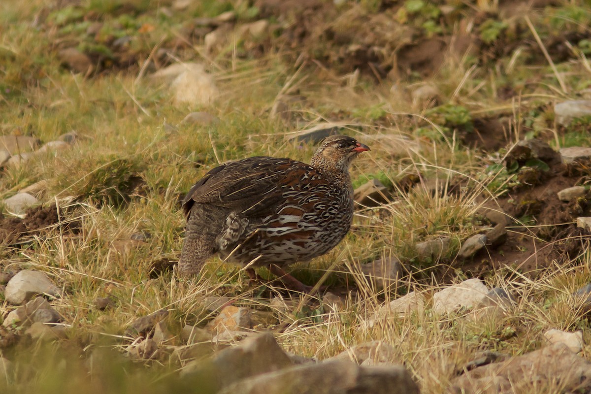 Francolin à cou roux (castaneicollis) - ML618608544