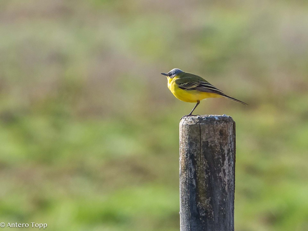 Western Yellow Wagtail - ML618608553