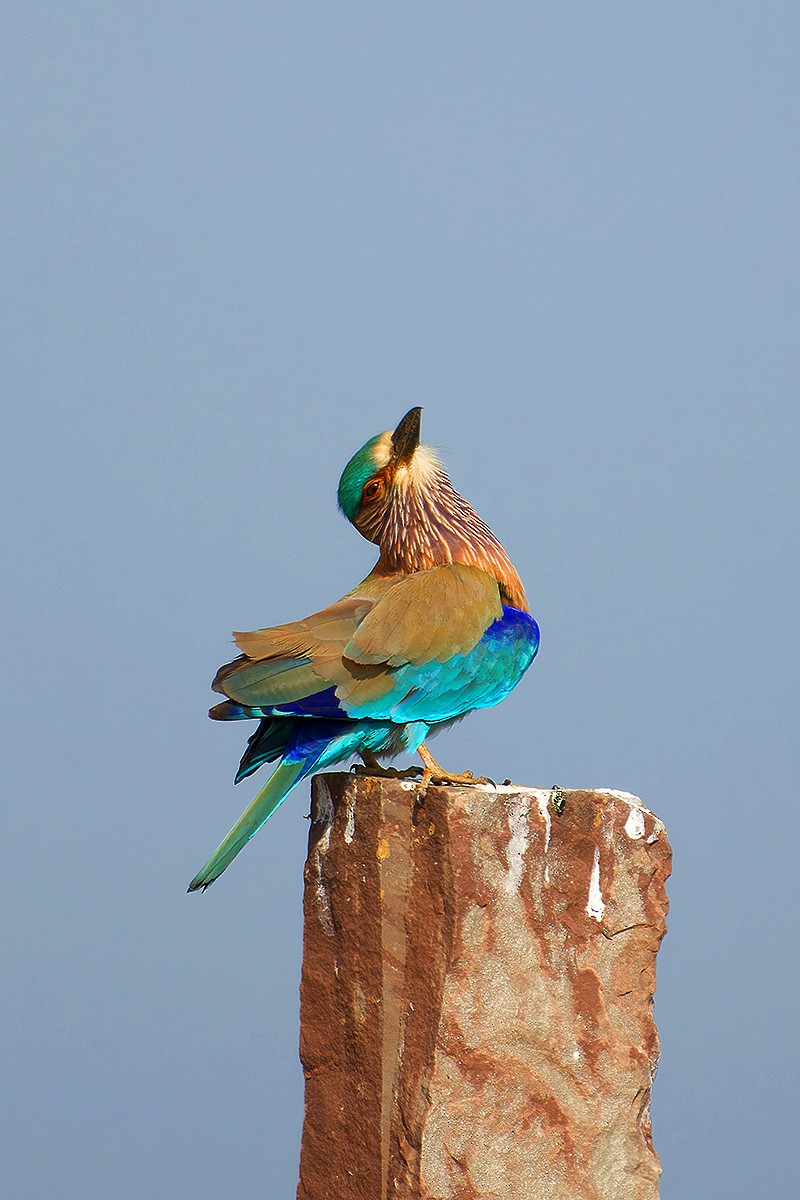 Indian Roller - ML618608554