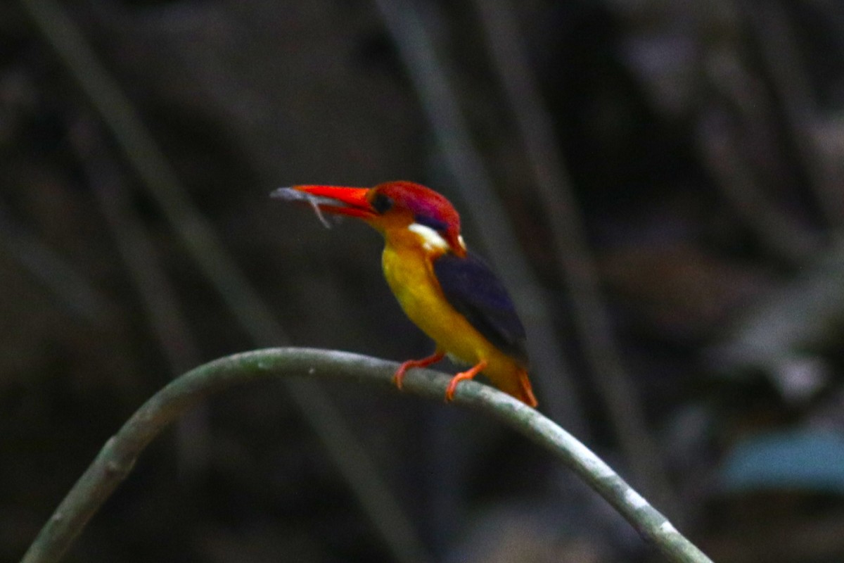 Black-backed Dwarf-Kingfisher - ML618608591