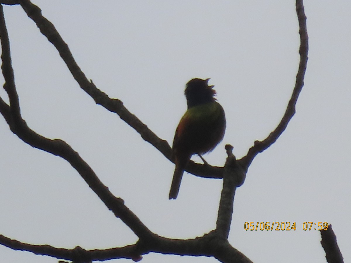 Painted Bunting - ML618608606