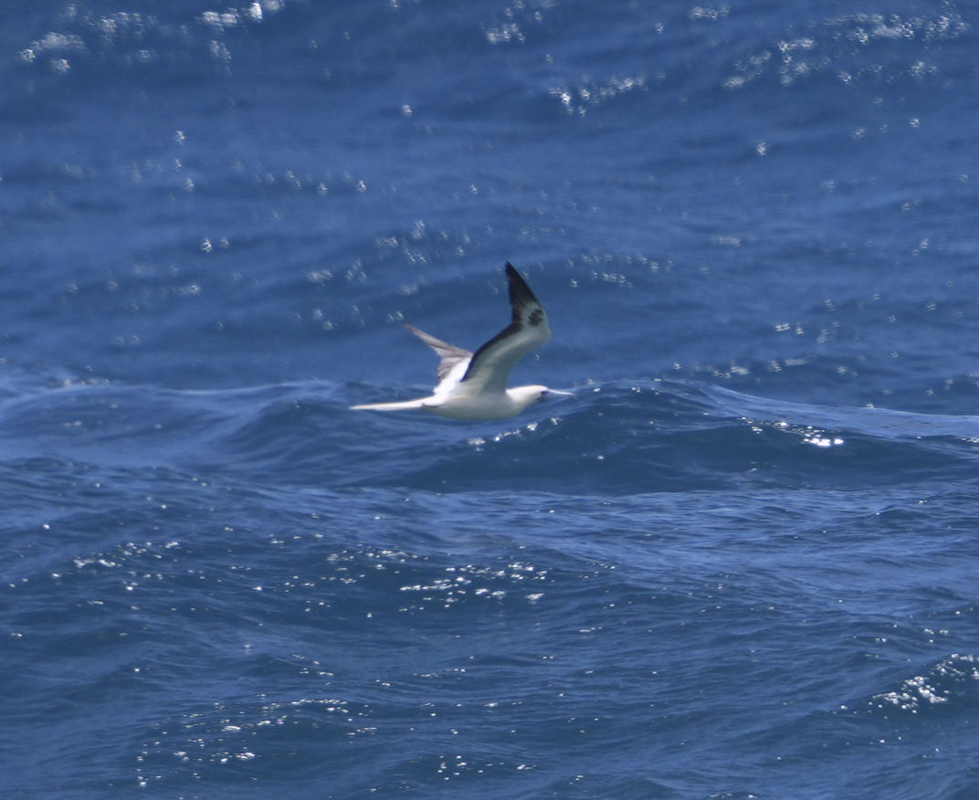 Red-footed Booby - ML618608609